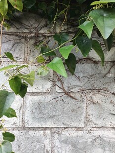 砖墙上的翠绿藤蔓植物
