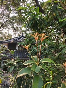 园林中的绿植与建筑