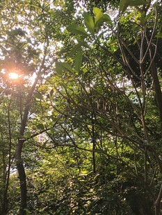 阳光穿透树林的自然美景