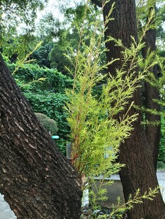 林间树木与嫩绿枝叶景观