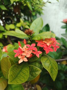 龙船花