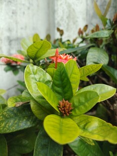龙船花