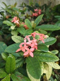 龙船花