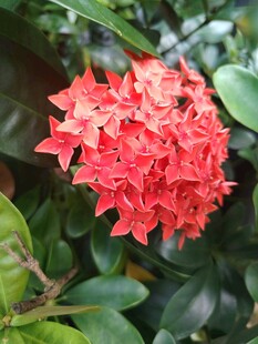 龙船花