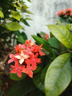 龙船花