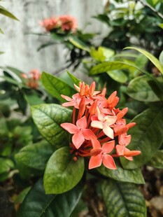 龙船花