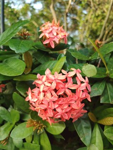 龙船花