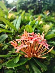 龙船花