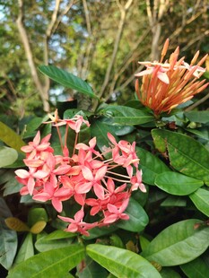 龙船花