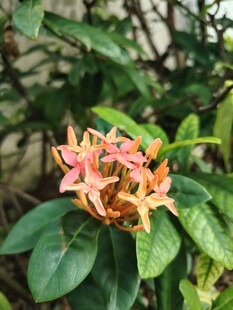 龙船花