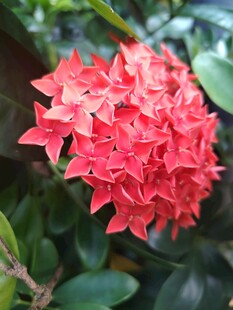 龙船花