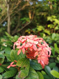 龙船花