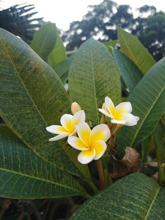 鸡蛋花
