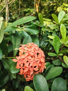 龙船花