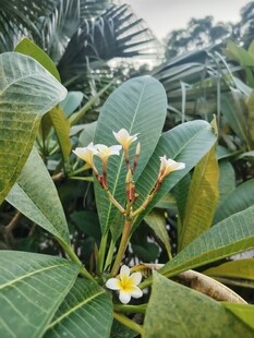 鸡蛋花