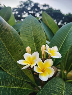 鸡蛋花