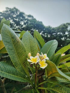 鸡蛋花