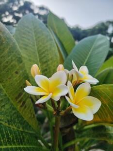 鸡蛋花