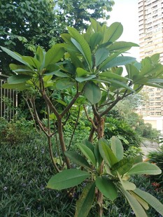 绿叶繁茂的户外绿植