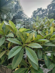 绿叶繁茂的户外植物景观