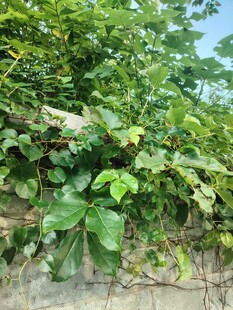 墙边繁茂绿植景观