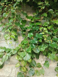 墙上翠绿藤蔓植物