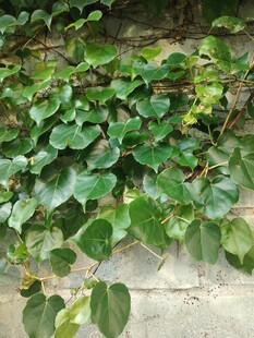 墙上翠绿的爬藤植物
