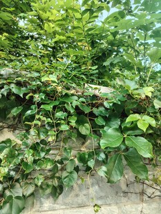 绿叶繁茂的藤蔓植物