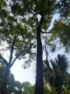 高大树木与繁茂枝叶景观