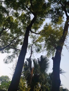 林间高耸树木与蓝天景致