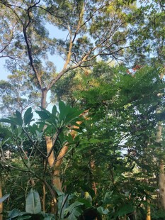 阳光照耀下的繁茂树林