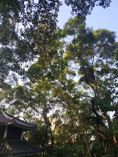 林间绿意盎然的景致