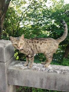 小猫