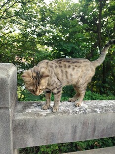 小猫