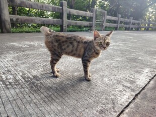 猫咪