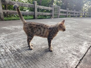 猫咪