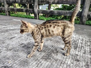 斑纹猫咪在户外漫步