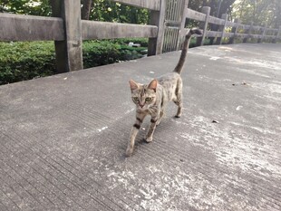 小猫