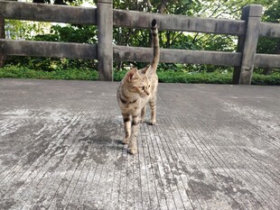 猫咪