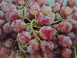 新鲜红葡萄