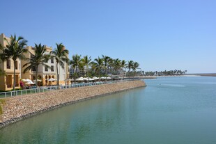 海滨风光岸边棕榈树成排
