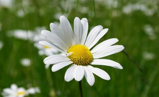 田野中的清新小白菊