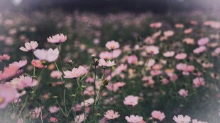格桑花