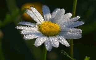 带露珠的清新小雏菊