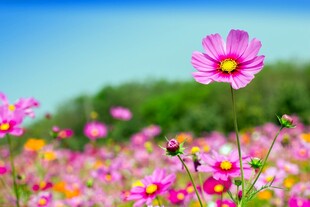 美丽格桑花绽放于花田