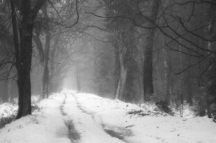 雪覆林间路