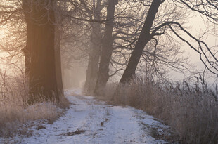 冬日雪林小路的静谧美景