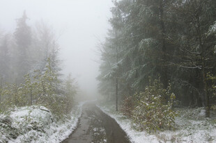雾中雪覆林间小径