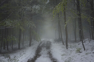 雪雾弥漫的静谧林间小道