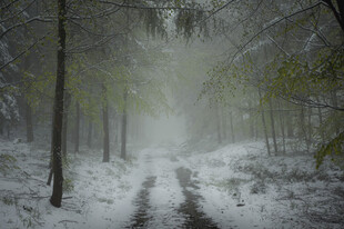 雪林迷雾中的幽静小路